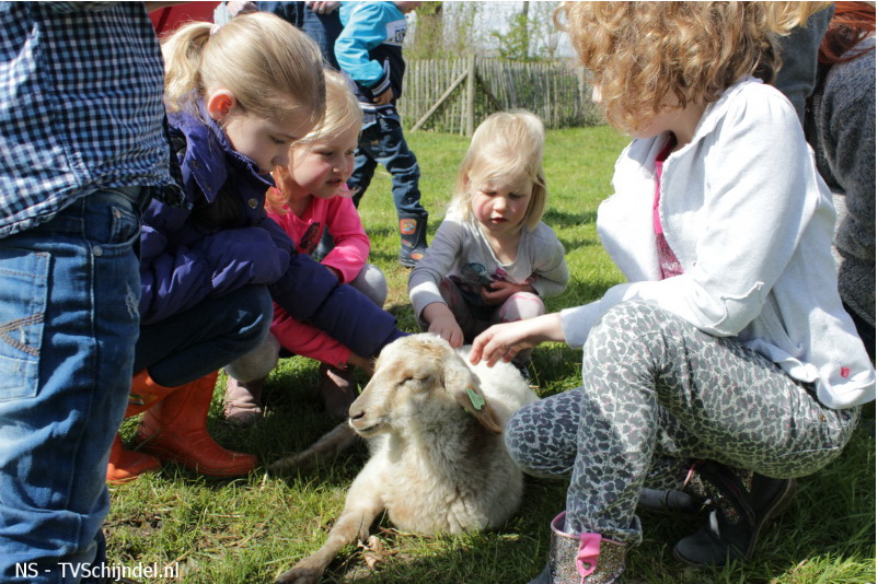 lammetjes knuffelen Schaapskooi