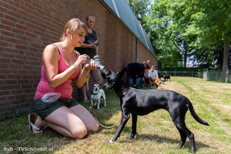 4 juni honden doe dag 8