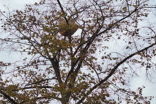 Groot nest Aziatische hoornaar ontdekt aan de Europalaan