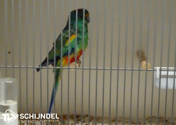 Tentoonstelling Vogelvereniging Fenix(fotoboek)