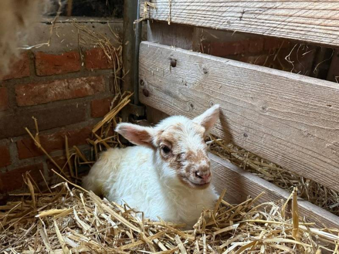 Eerste lammetje is al geboren bij De Schaapskooi 
