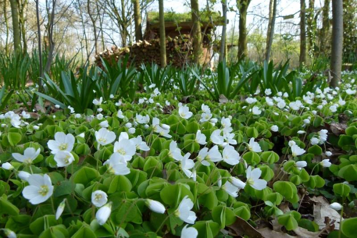 Kruidenwandeling in Heempark De Blekert