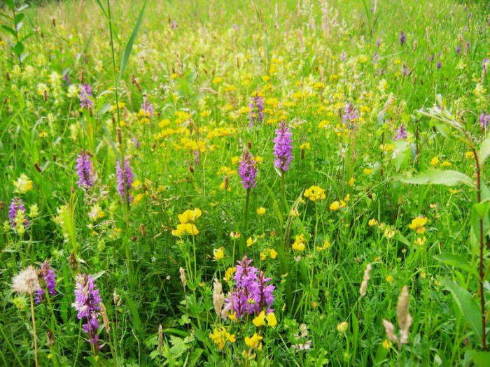 Orchideeënwandeling in Heempark de Blekert