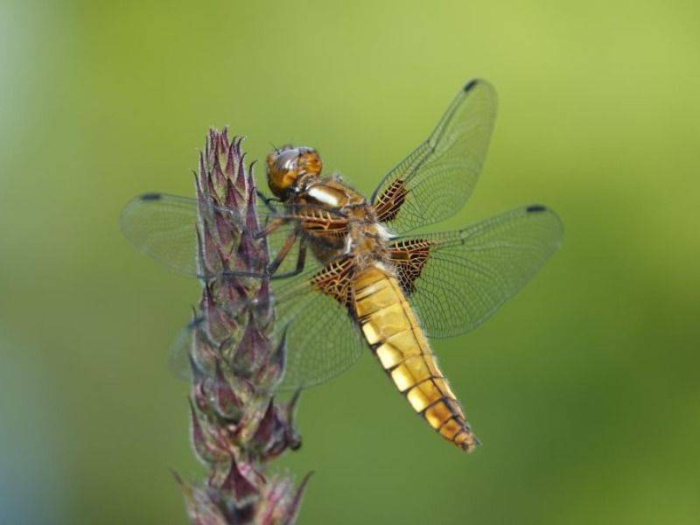 Libellen en juffers in Heempark De Blekert