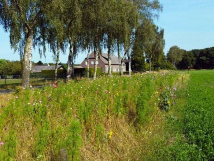 15 kilometer bloemrijke akkerranden in Meierijstad