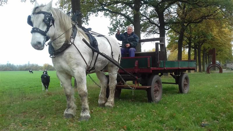 trekpaarden1