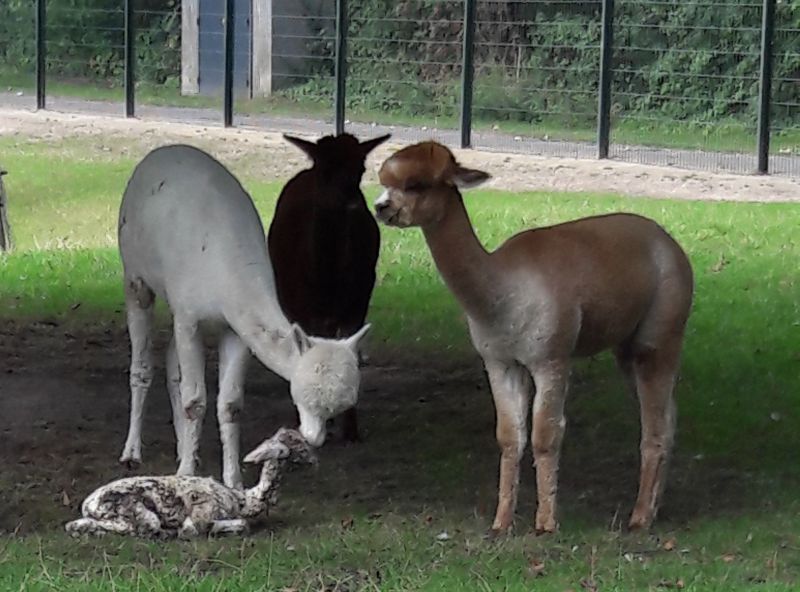 alpaca geboorte