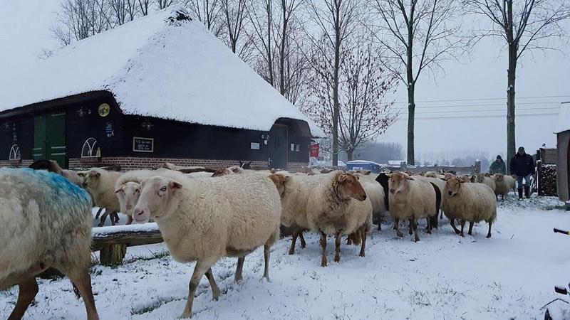 04Lammerseizoenbronschaapskooi