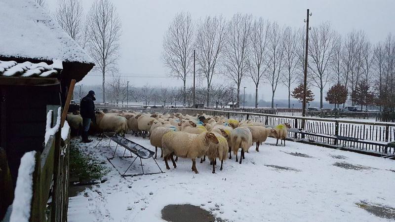 06Lammerseizoenbronschaapskooi