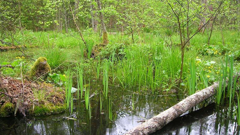 Natuurparelwijboschbroek2015