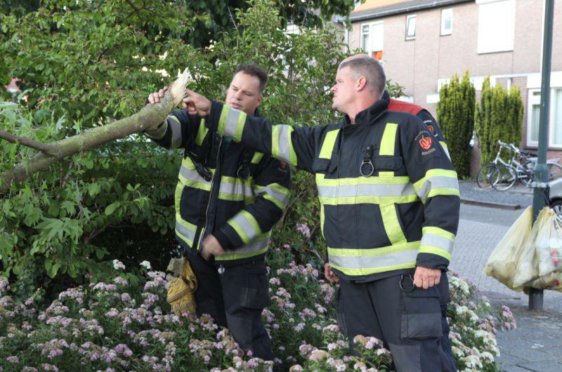 boom Bartokstraat 2