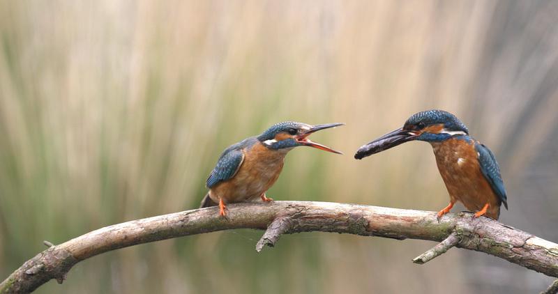 IJvogelbrablandschapmarkkapteijns