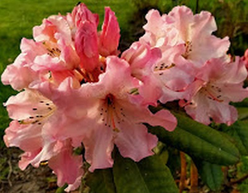 rododendron Lems Cameo