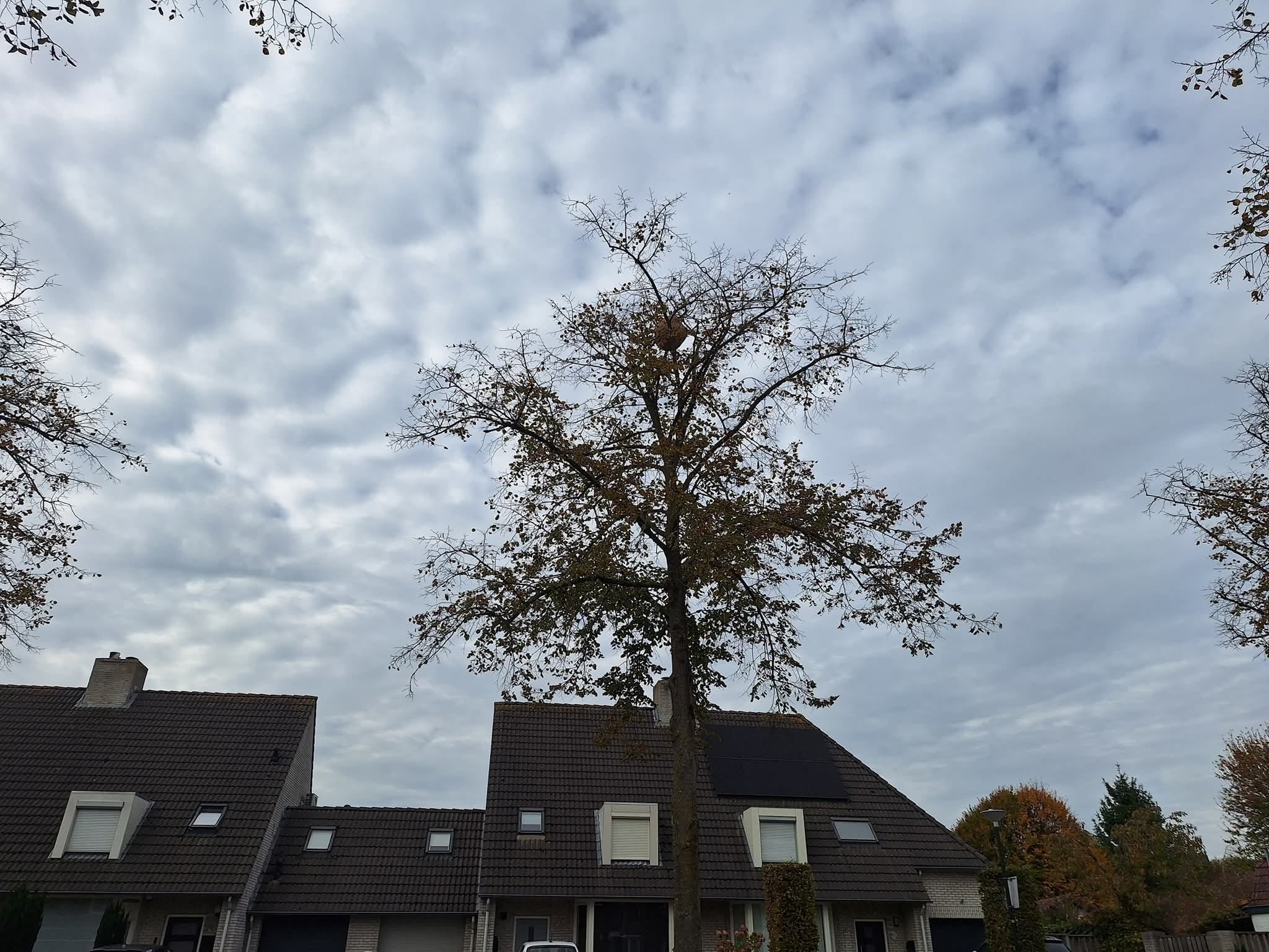 hoornaar2