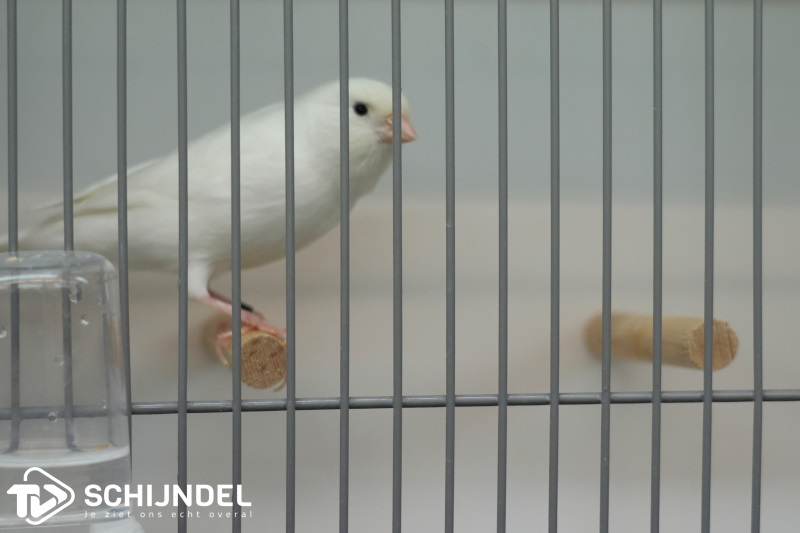 kanarietentoonstelling 10