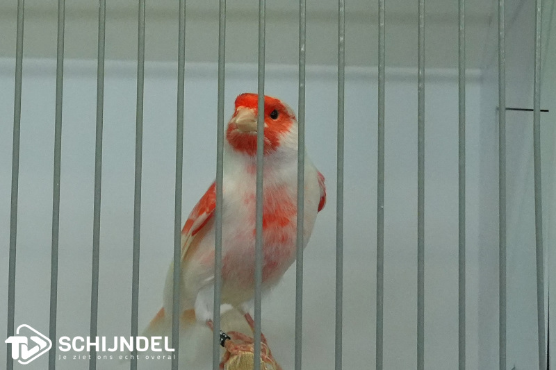 kanarietentoonstelling 14