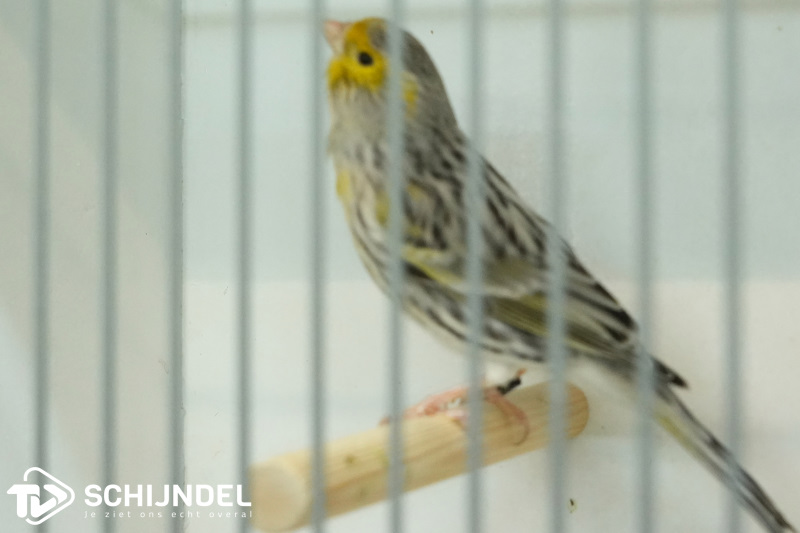 kanarietentoonstelling 4