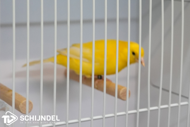 kanarietentoonstelling 5