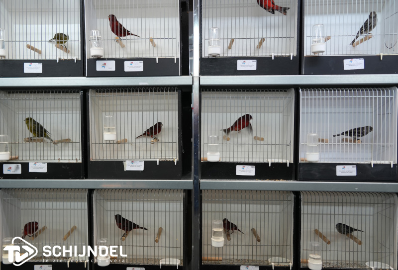 kanarietentoonstelling 6