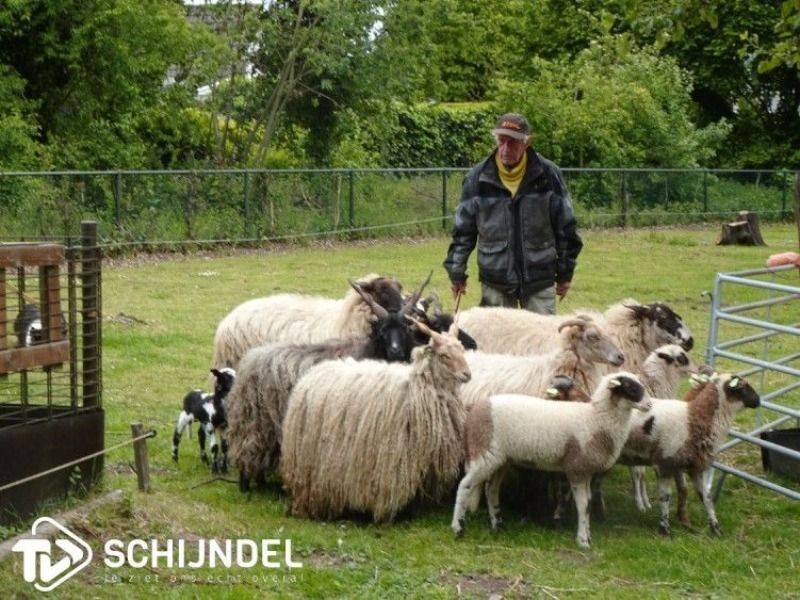 dierenpleinopendag4