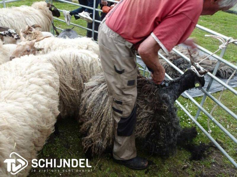 dierenpleinopendag5